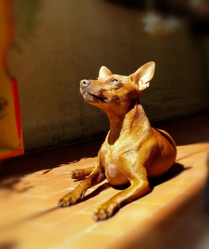 Brown Dog in Sunlight — Serene