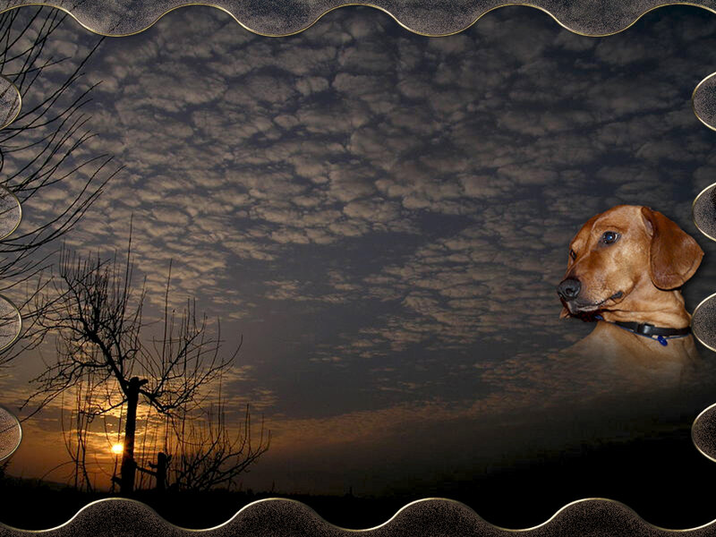 Brown Dog in Sunset
