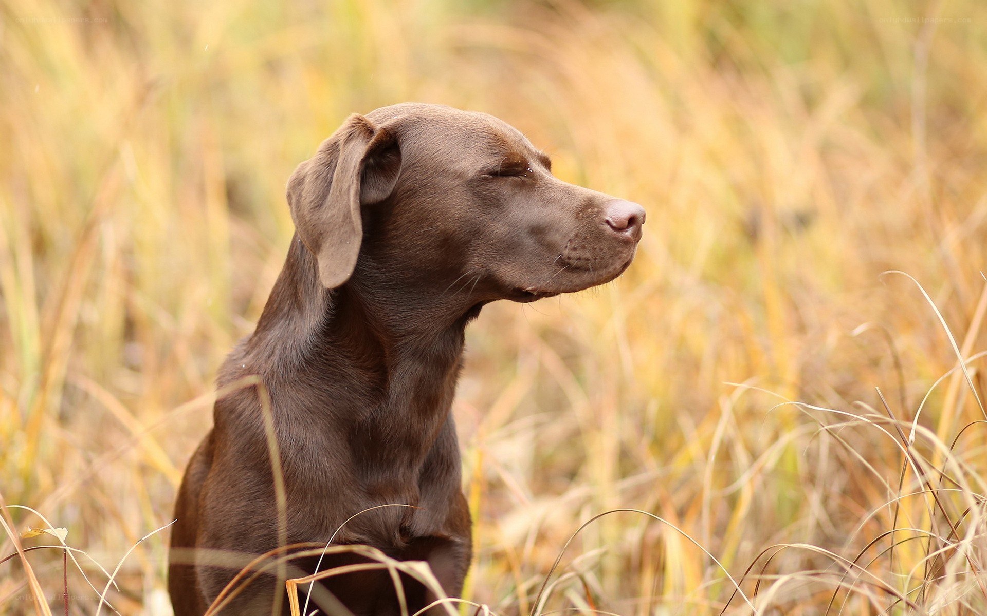 brown dog in tall grass
