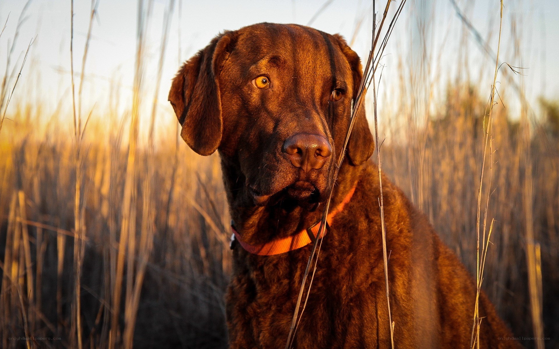 brown dog in tall grass