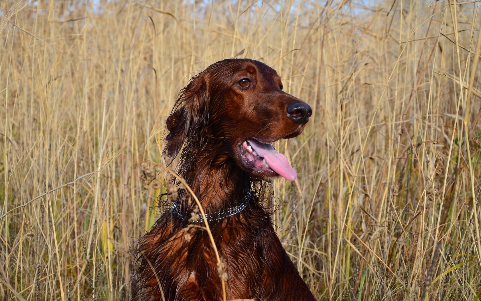 brown dog in tall grass