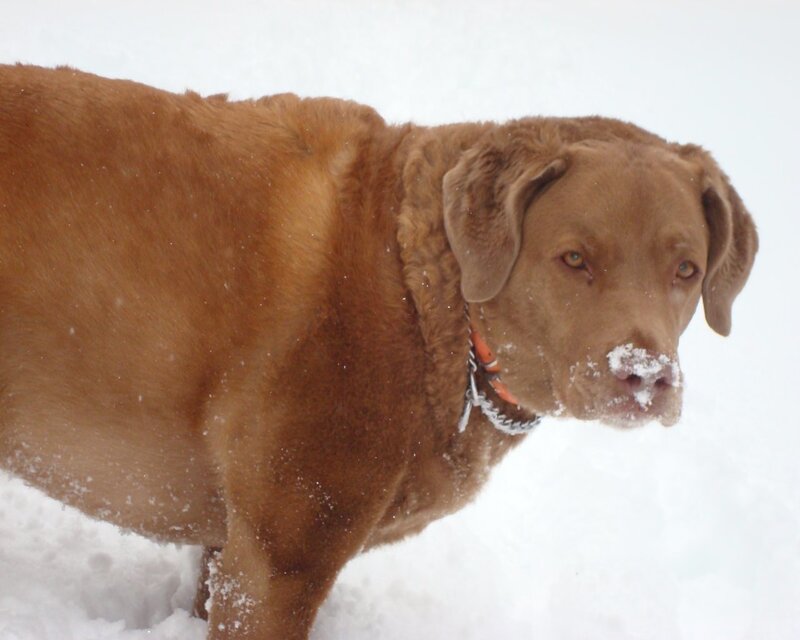 brown dog in the snow