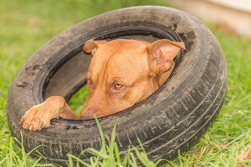 Brown Dog in Tire — Green