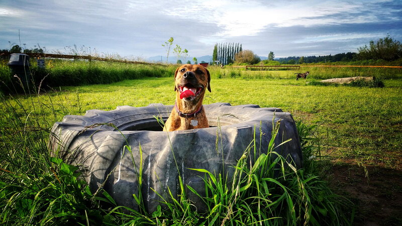 Brown Dog in Tire