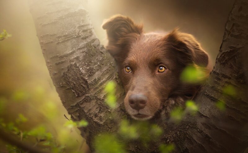 Brown Dog in Tree