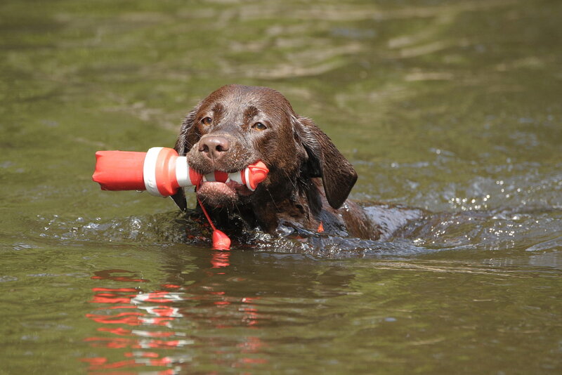 Brown Dog in Water — Active, Afternoon, Photograph