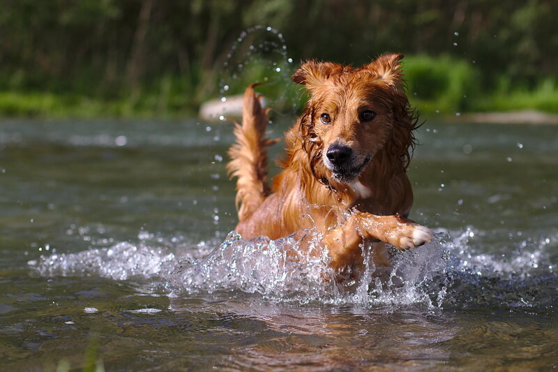 Brown Dog in Water — Active, Afternoon