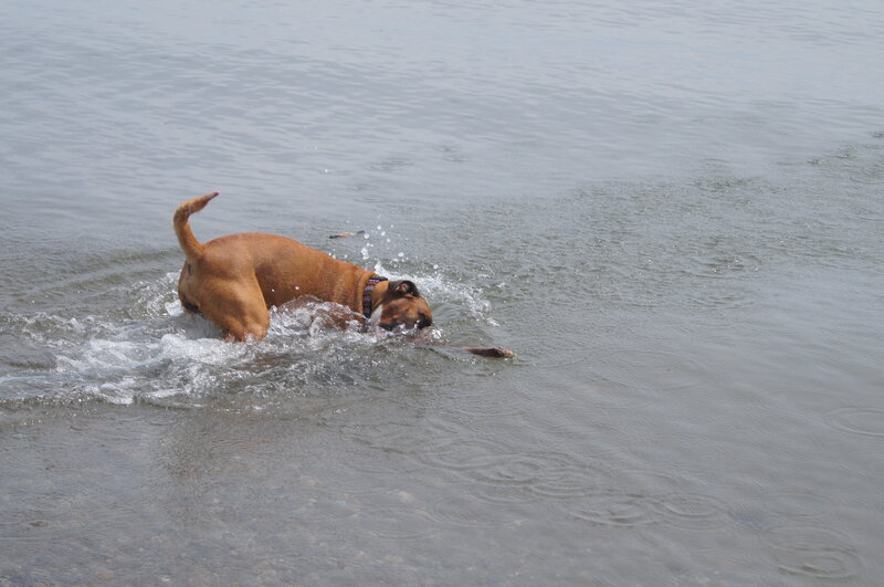 Brown Dog in Water — Active
