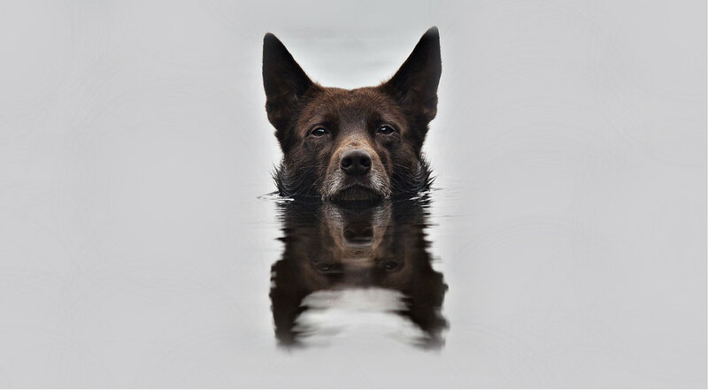 Brown Dog in Water — Gray