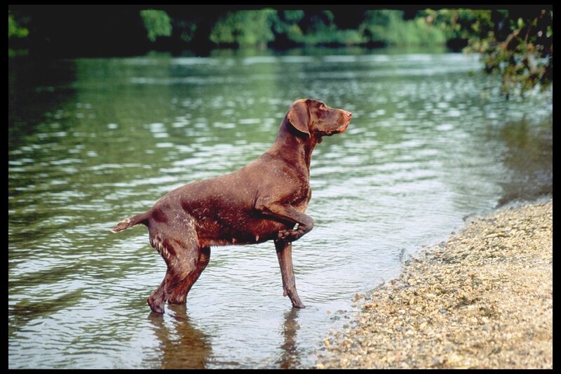 Brown Dog in Water