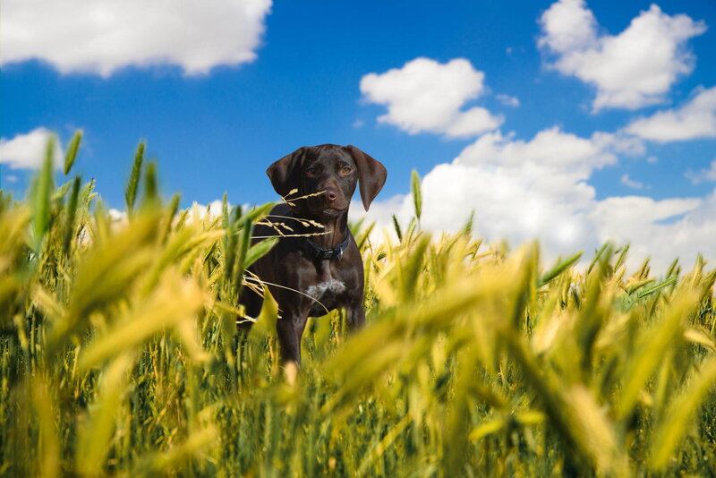 Brown Dog in Wheat Field