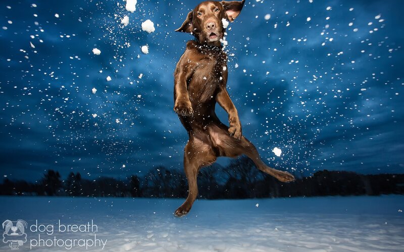 Brown Dog Jumping in Snow