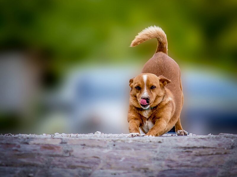 Brown Dog Licking Nose — Playful