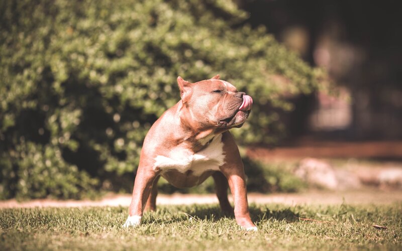 brown dog licking nose
