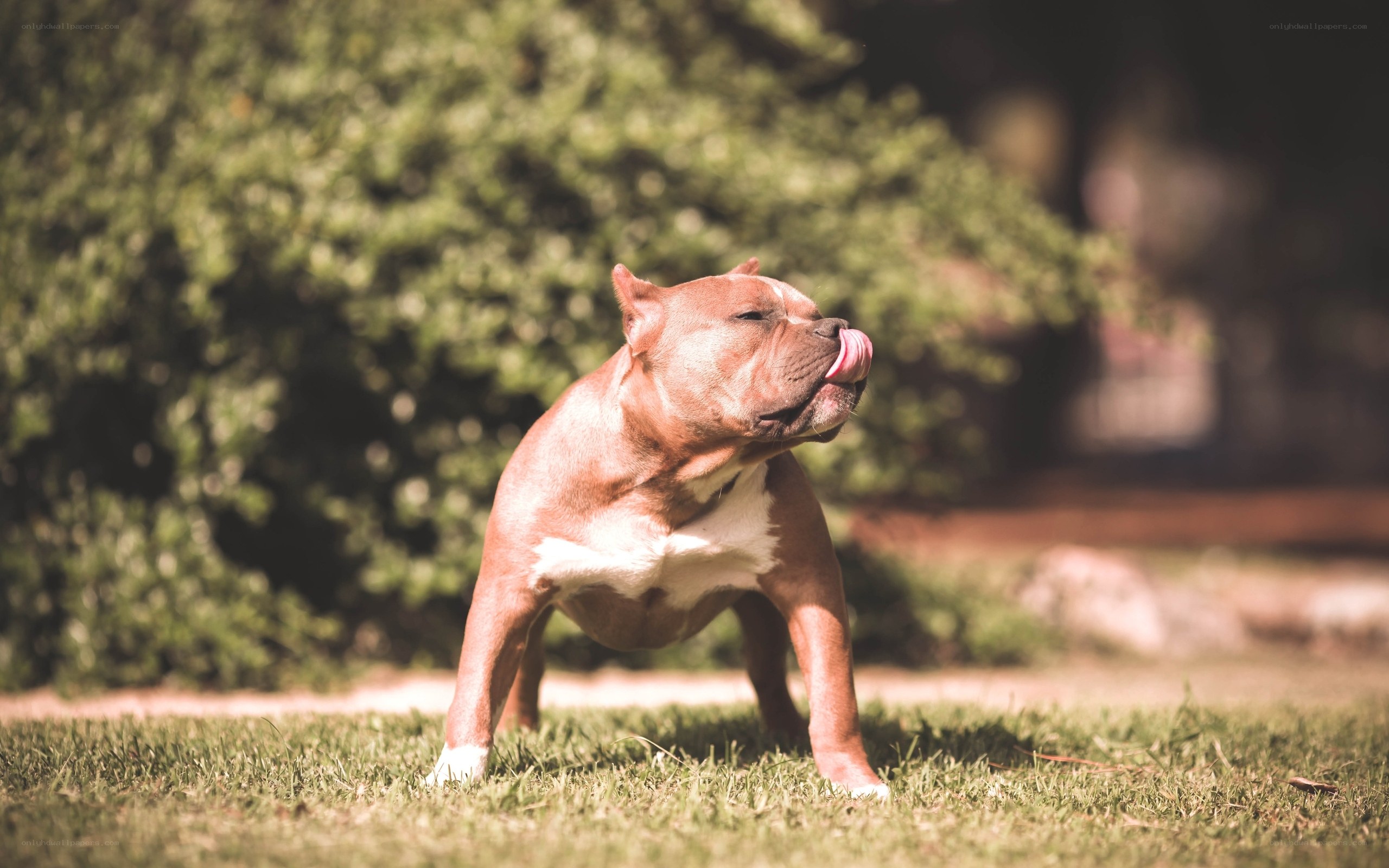 brown dog licking nose