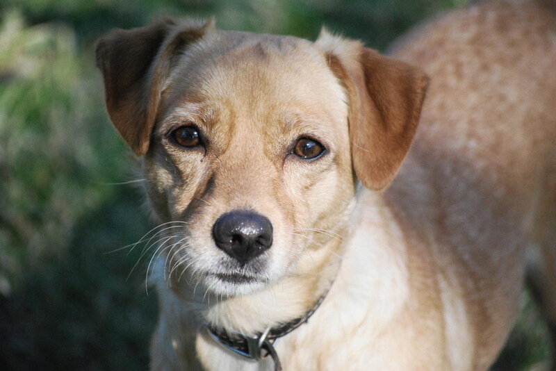 Brown Dog Looking at Camera — Calm