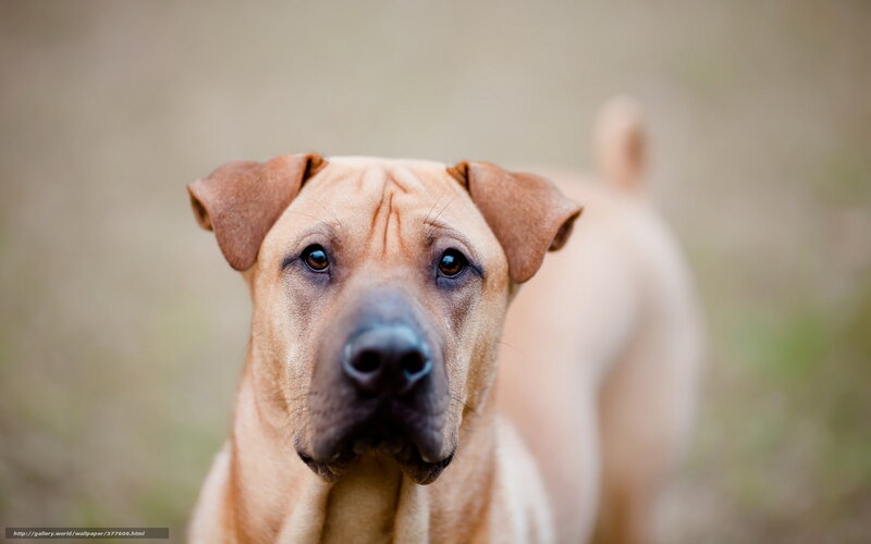 Brown Dog Looking Forward — Calm