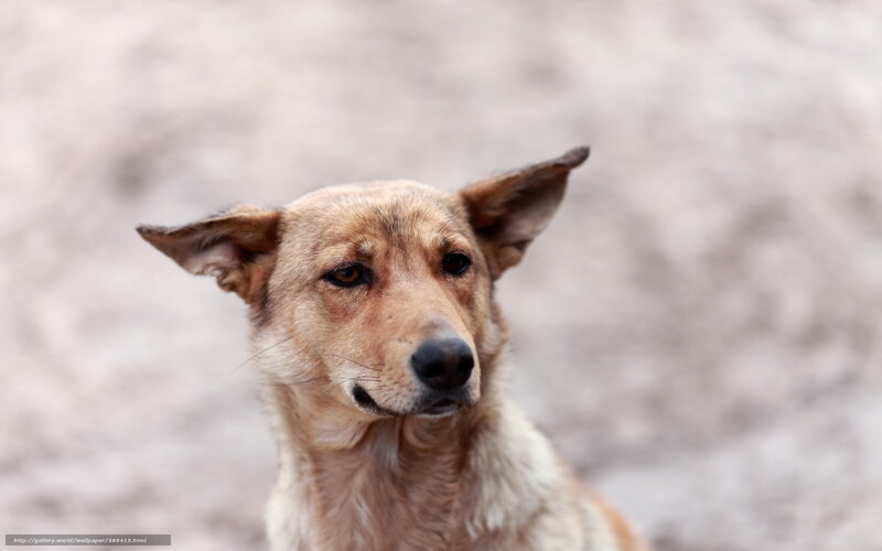 Brown Dog Looking Forward — Neutral, Photograph