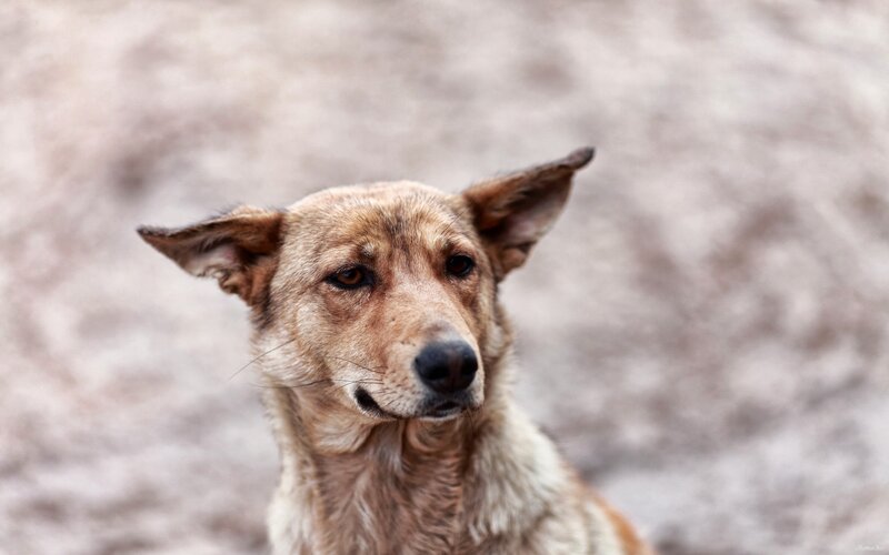 Brown Dog Looking Forward — Neutral
