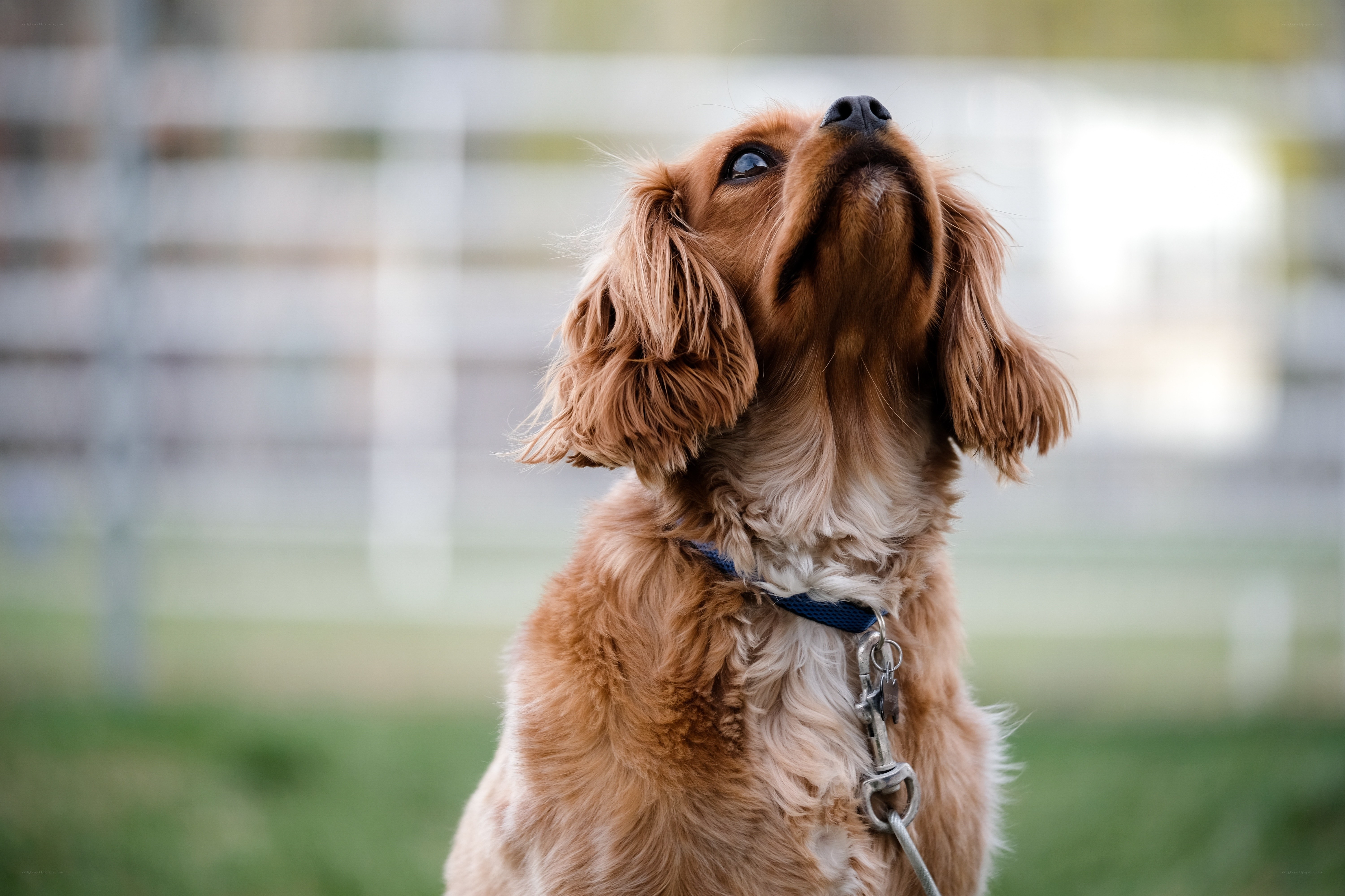 brown dog looking up