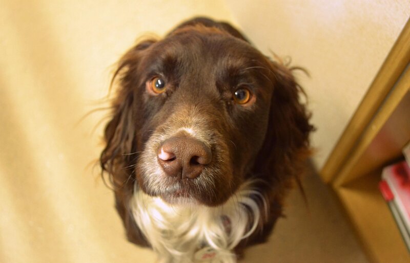 brown dog looking up
