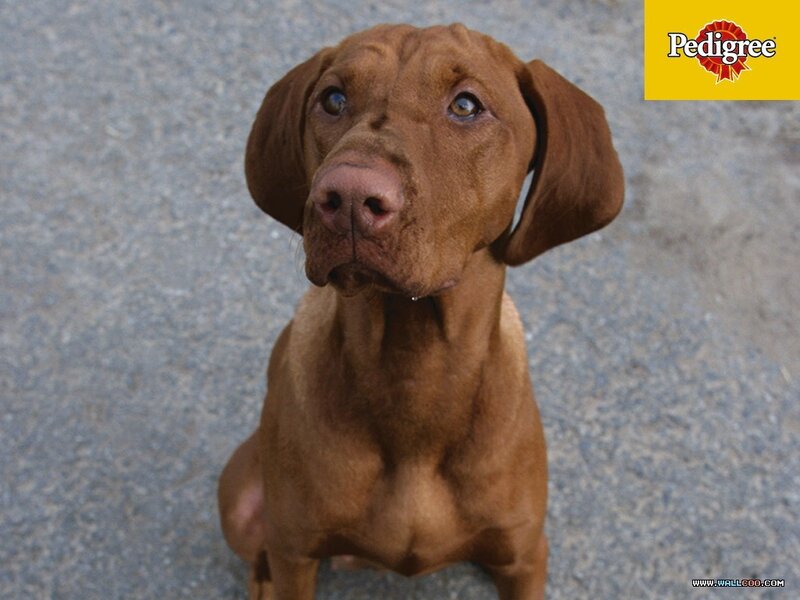 brown dog looking up