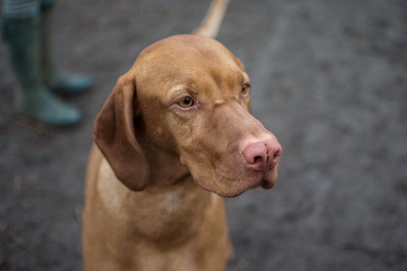 Brown Dog Looking Up — Calm, Photograph, Boots