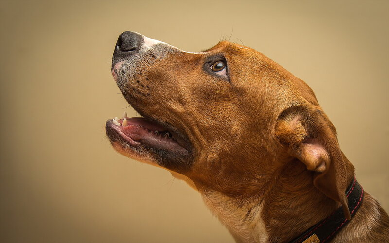 Brown Dog Looking Up — Calm, Photograph, Collar