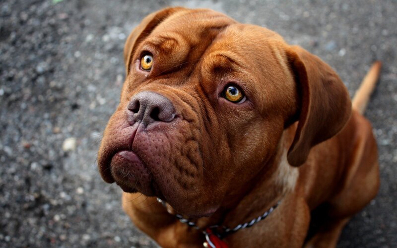 Brown Dog Looking Up — Calm, Photograph