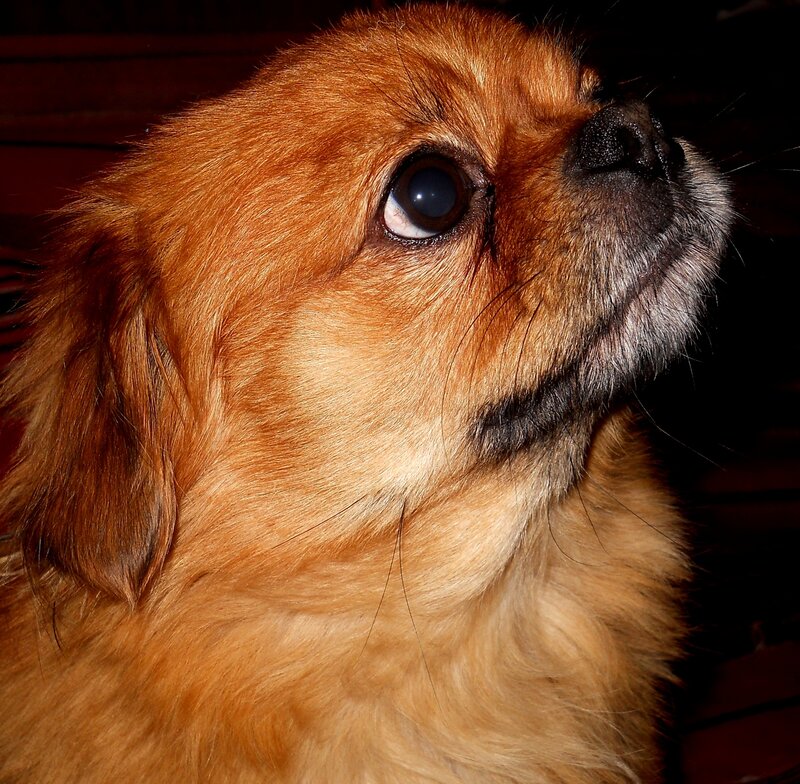 Brown Dog Looking Up — Calm