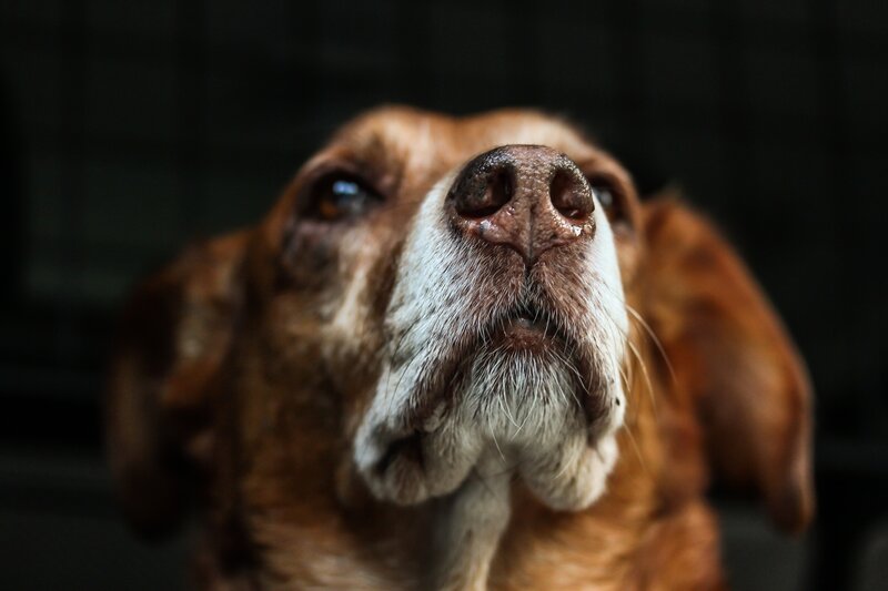 Brown Dog Looking Up — Intense