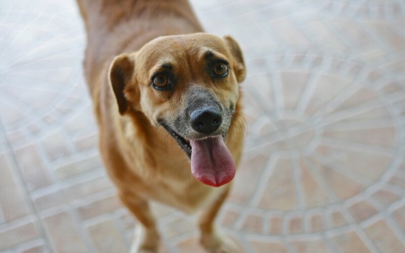 Brown Dog Looking Up — Neutral