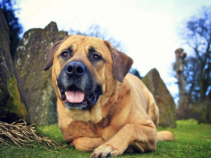 Brown Dog Lying Down — Calm, Afternoon, Photograph, Grass