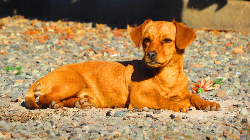 Brown Dog Lying Down — Calm, Afternoon, Photograph, Gravel