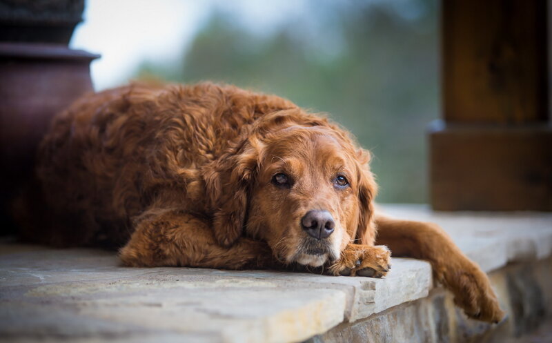 Brown Dog Lying Down — Calm, Afternoon, Photograph, Stone Step