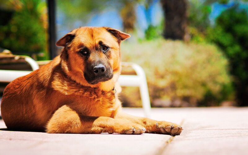 Brown Dog Lying Down — Calm, Afternoon, Photograph