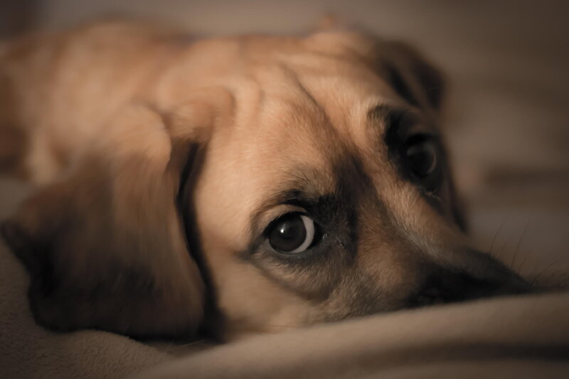 Brown Dog Lying Down — Calm, Night