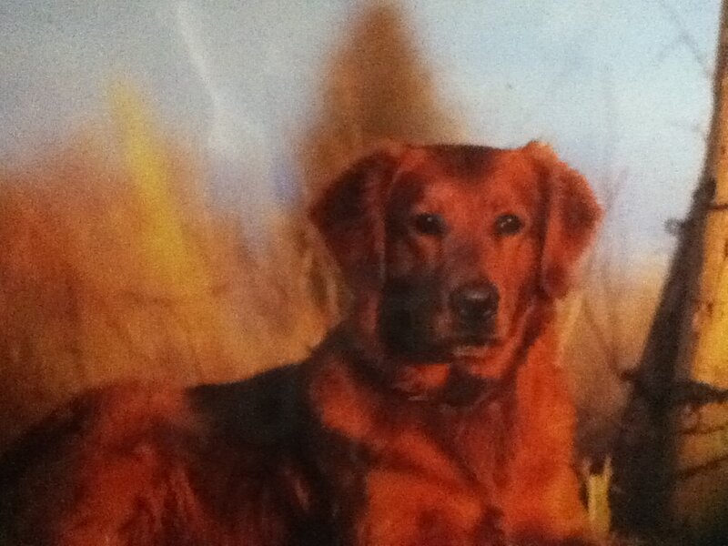 Brown Dog Lying Down — Calm, Photograph, Background
