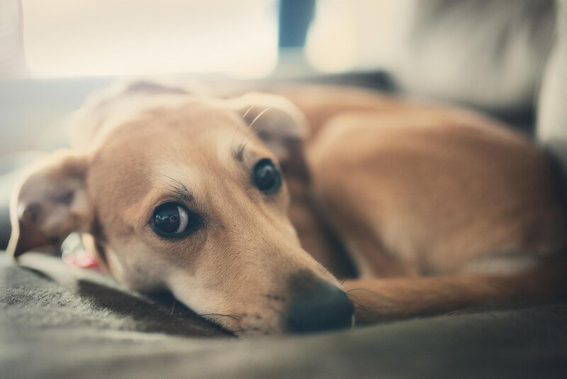 Brown Dog Lying Down — Calm, Photograph, Blanket