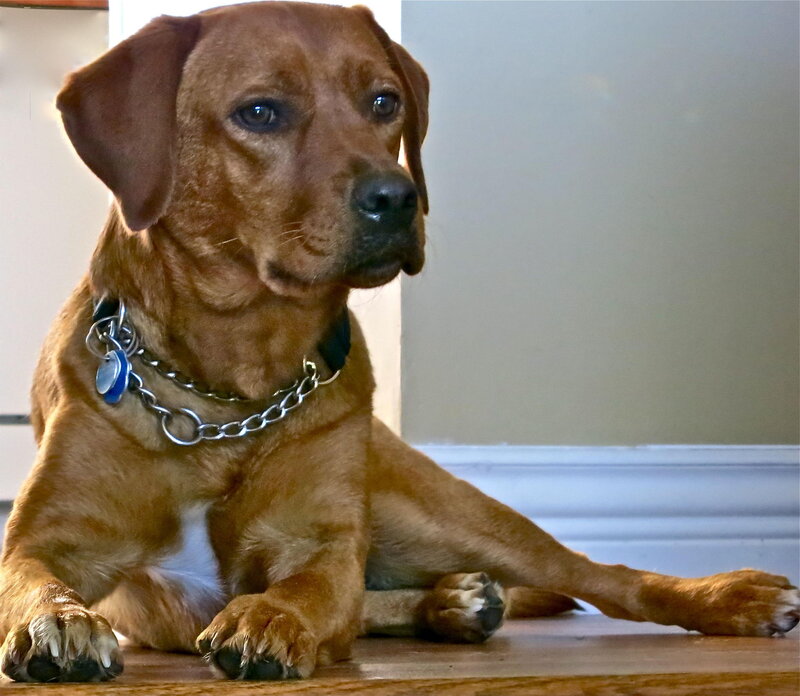 Brown Dog Lying Down — Calm, Photograph, Collar, Floor