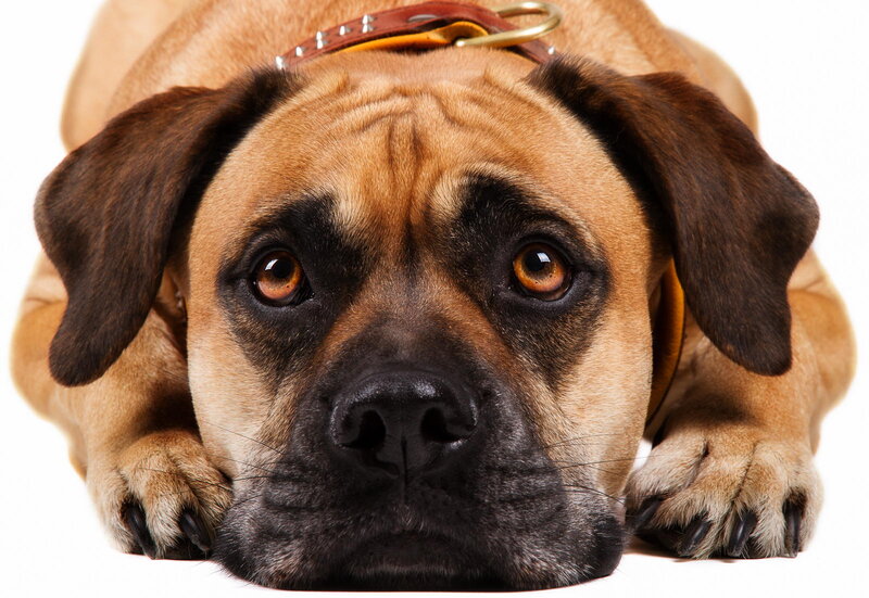 Brown Dog Lying Down — Calm, Photograph, Collar
