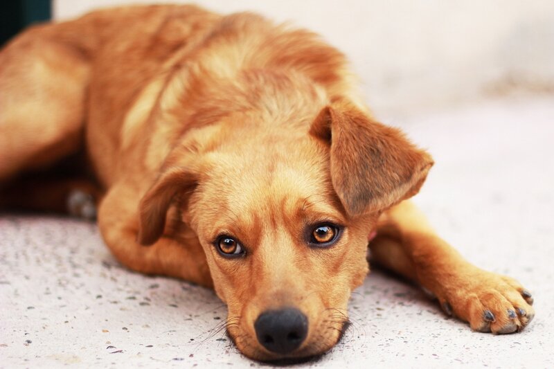 Brown Dog Lying Down — Calm, Photograph, Concrete Ground