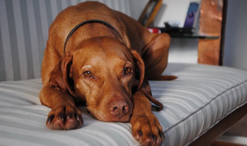 Brown Dog Lying Down — Calm, Photograph, Cushion