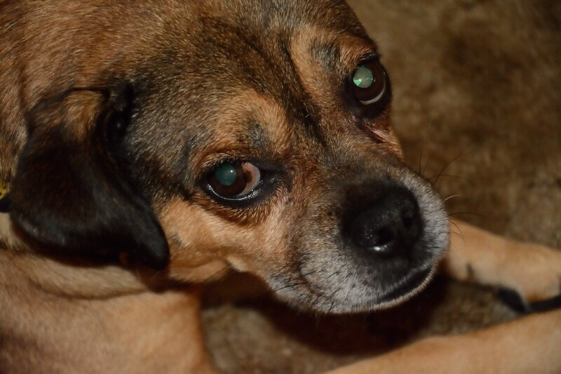Brown Dog Lying Down — Calm, Photograph, Eyes