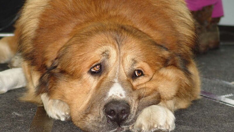 Brown Dog Lying Down — Calm, Photograph, Floor
