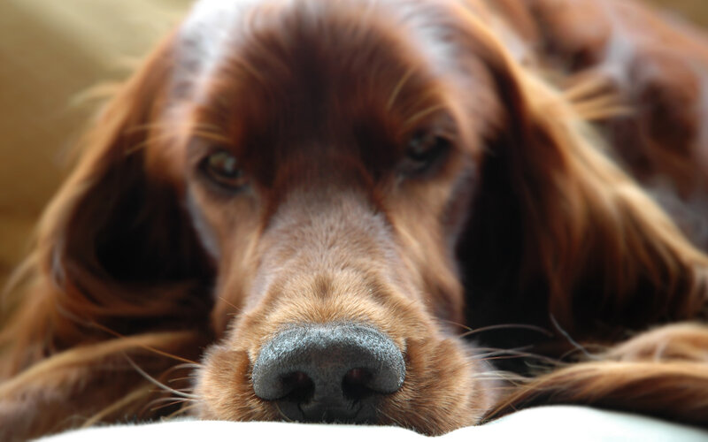 Brown Dog Lying Down — Calm, Photograph, Nose