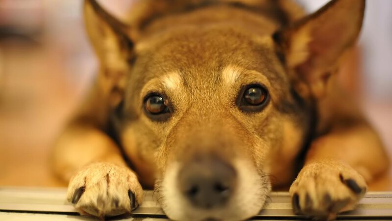 Brown Dog Lying Down — Calm, Photograph, Paws