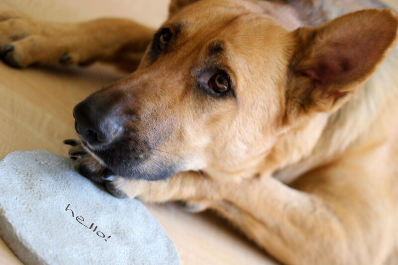 Brown Dog Lying Down — Calm, Photograph, Stone