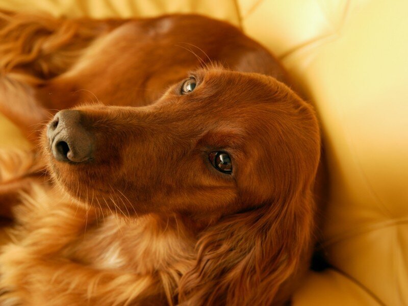 Brown Dog Lying Down — Calm, Photograph