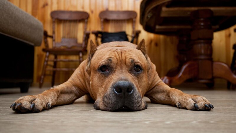 Brown Dog Lying Down — Calm, Photograph, Wooden Chairs, Table